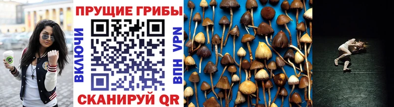 Галлюциногенные грибы Psilocybine cubensis Краснокамск